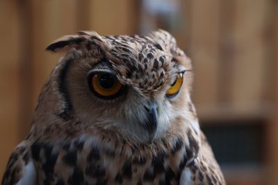 Close-up portrait of owl