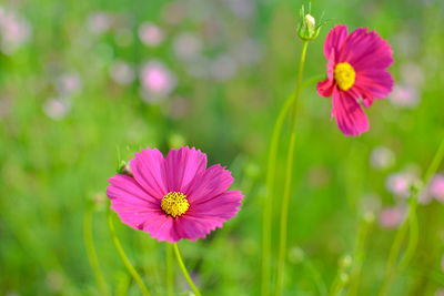 Close-up of pink cosmos flower