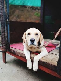 Portrait of puppy sitting on table