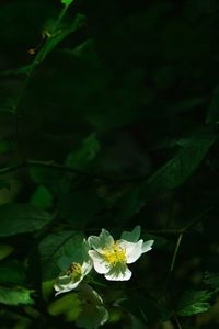 Close-up of white flowers blooming outdoors