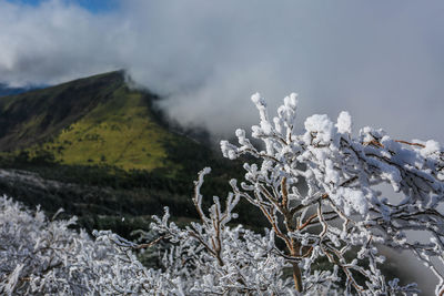 Snow covered plants against sky