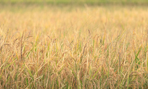 Close-up of wheat field