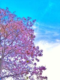 Low angle view of cherry blossoms against sky