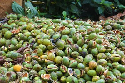 Close-up of fruits