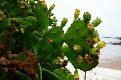 Close-up of prickly pear cactus