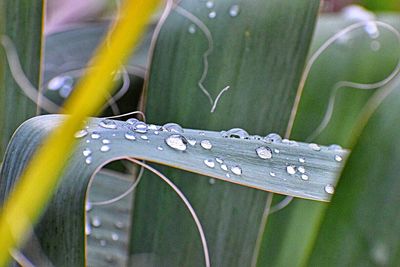 Close-up of water drop on leaf