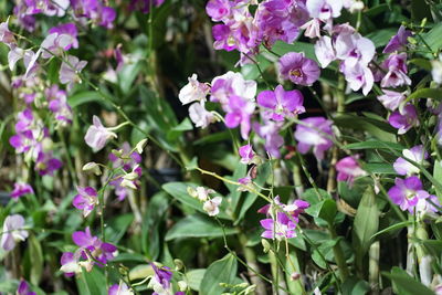 Close-up of pink flowering plants