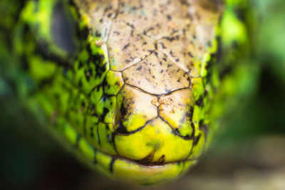 Close-up of lizard on leaf