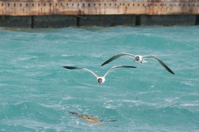 Black-headed gulls flying over lake