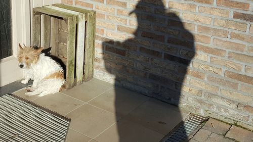 Dog by brick wall