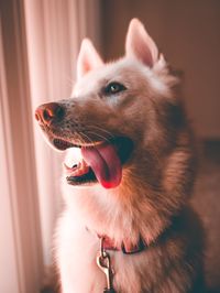 Close-up of dog looking away