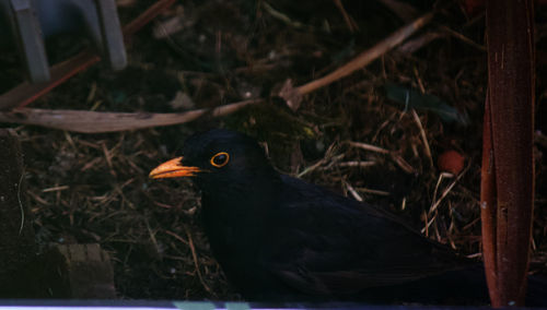 Close-up of a bird