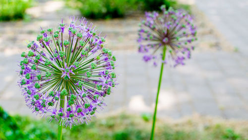 Close-up of purple flowering plant on field