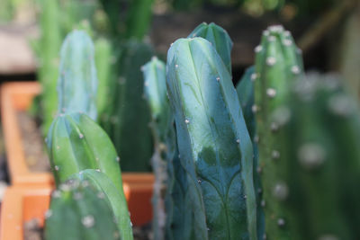 Close-up of succulent plant