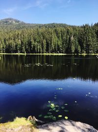 Scenic view of lake against trees in forest