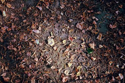 High angle view of dry leaves on field