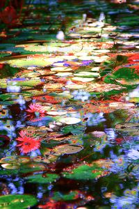 High angle view of leaves floating on water