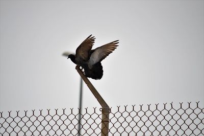 Low angle view of bird flying against sky