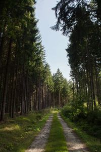 Narrow pathway along trees in forest