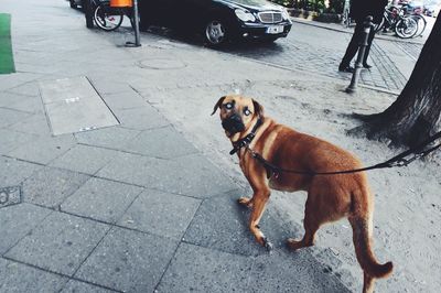 Dog being walked on footpath