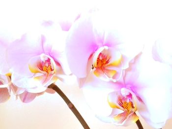 Close-up of pink orchid flowers