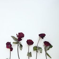 Close-up of roses against white background