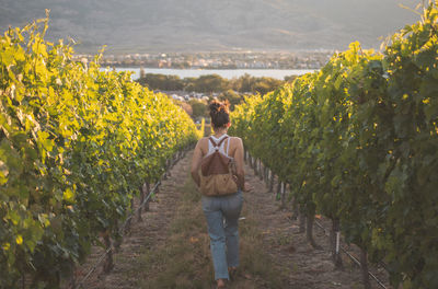 Rear view of woman walking in vineyard