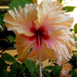 Close-up of yellow hibiscus blooming outdoors