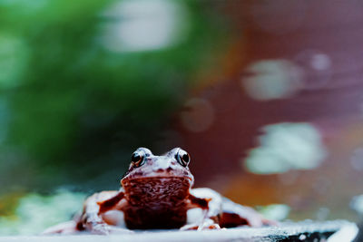 Close-up portrait of a frog in water