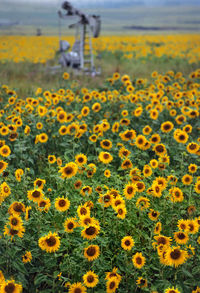 Close-up of sunflowers blooming in field