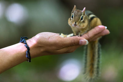 Close-up of hand holding snake