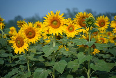 Close-up of yellow flowering plant on field