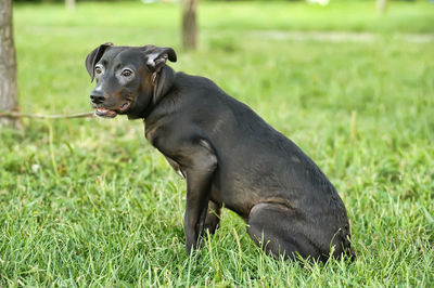 Black dog looking away on grass