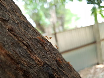 Close-up of insect on tree trunk