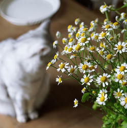 Cat by white flowers