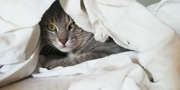 Close-up portrait of a cat