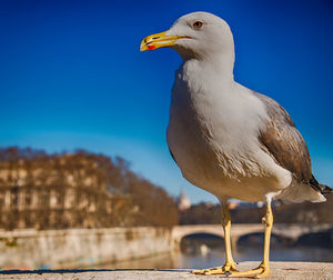 Close-up of seagull perching on rock against blue sky