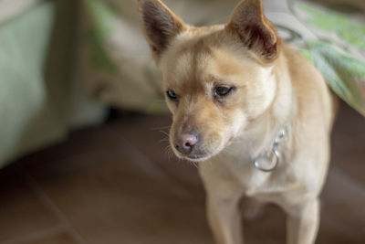 Close-up portrait of a dog