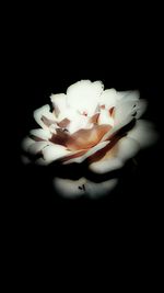 Close-up of white flower over black background