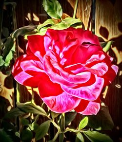 Close-up of pink rose