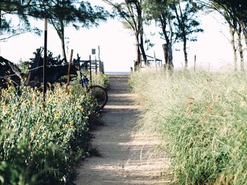 Footpath amidst plants on field against sky