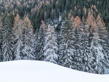 Pine trees on snow covered land