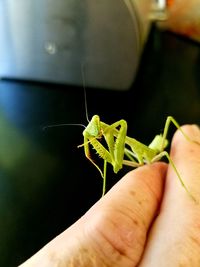 Close-up of insect on hand holding leaf