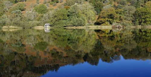 Scenic view of lake in forest