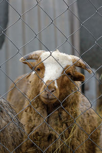 View of a chainlink fence