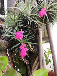 Close-up of flowers