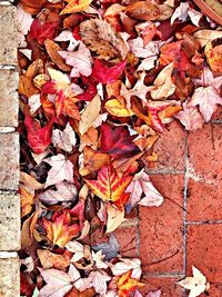 Full frame shot of leaves