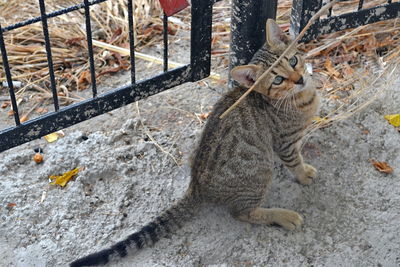 High angle view of a cat looking away