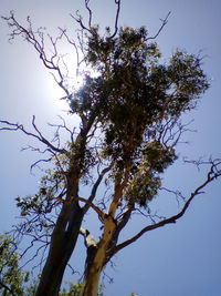 Low angle view of tree against sky