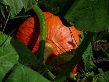 Close-up of orange leaves